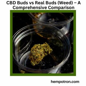 CBD Buds vs Real Buds (Weed) – A Comprehensive Comparison Featured Image