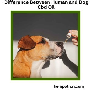 Difference Between Human and Dog Cbd Oil Featured Image