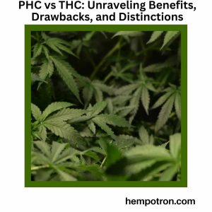 PHC vs THC Unraveling Benefits, Drawbacks, and Distinctions Featured Image