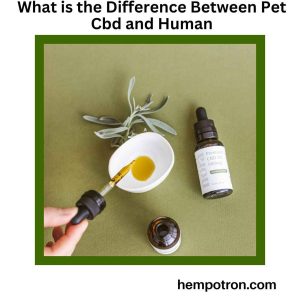 What is the Difference Between Pet Cbd and Human Featured Image
