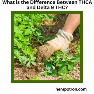 What is the Difference Between THCA and Delta 9 THC Featured Image
