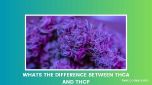 Whats the Difference Between THCA and THCP Featured Image